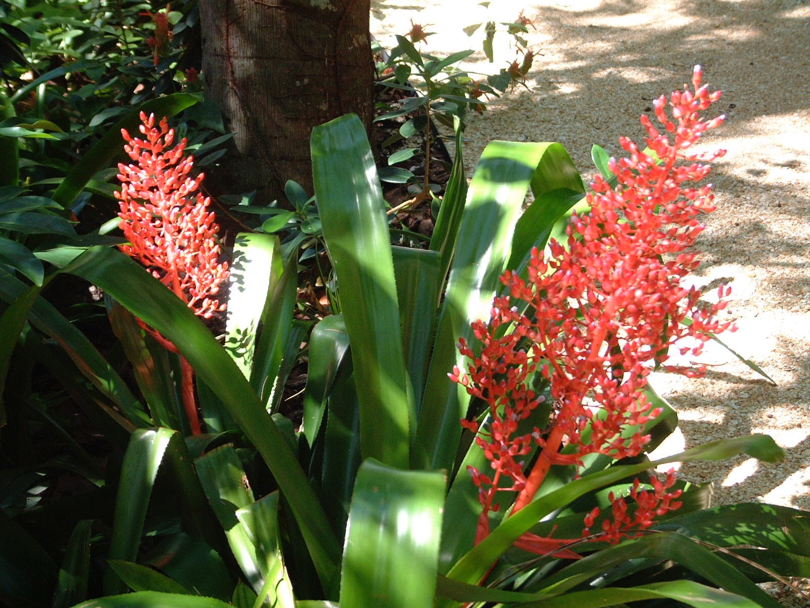 Bromeliads | Bromeliad Types | Garden Gateways Designs