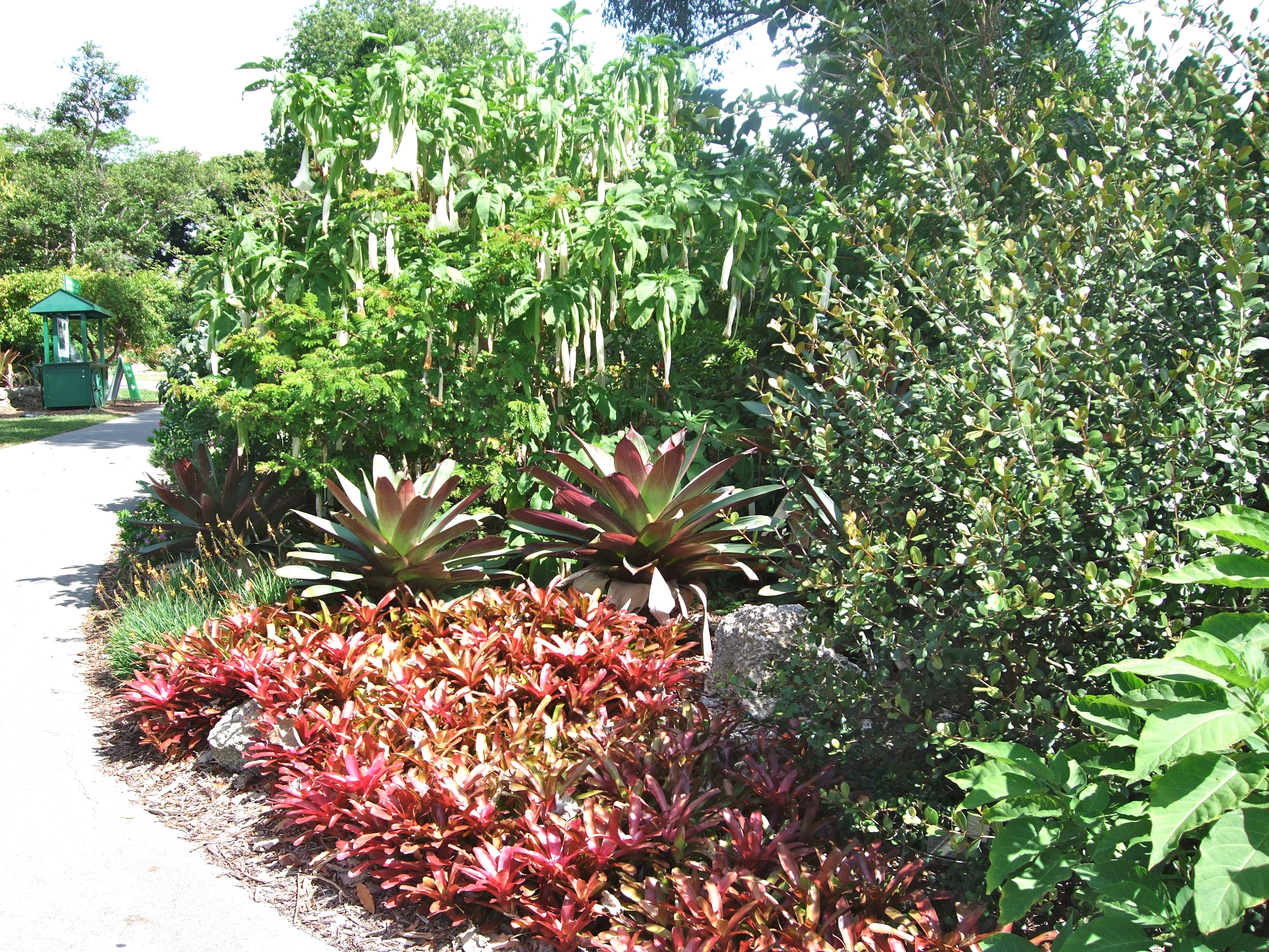 Bromeliads | Bromeliad Types | Garden Gateways Designs