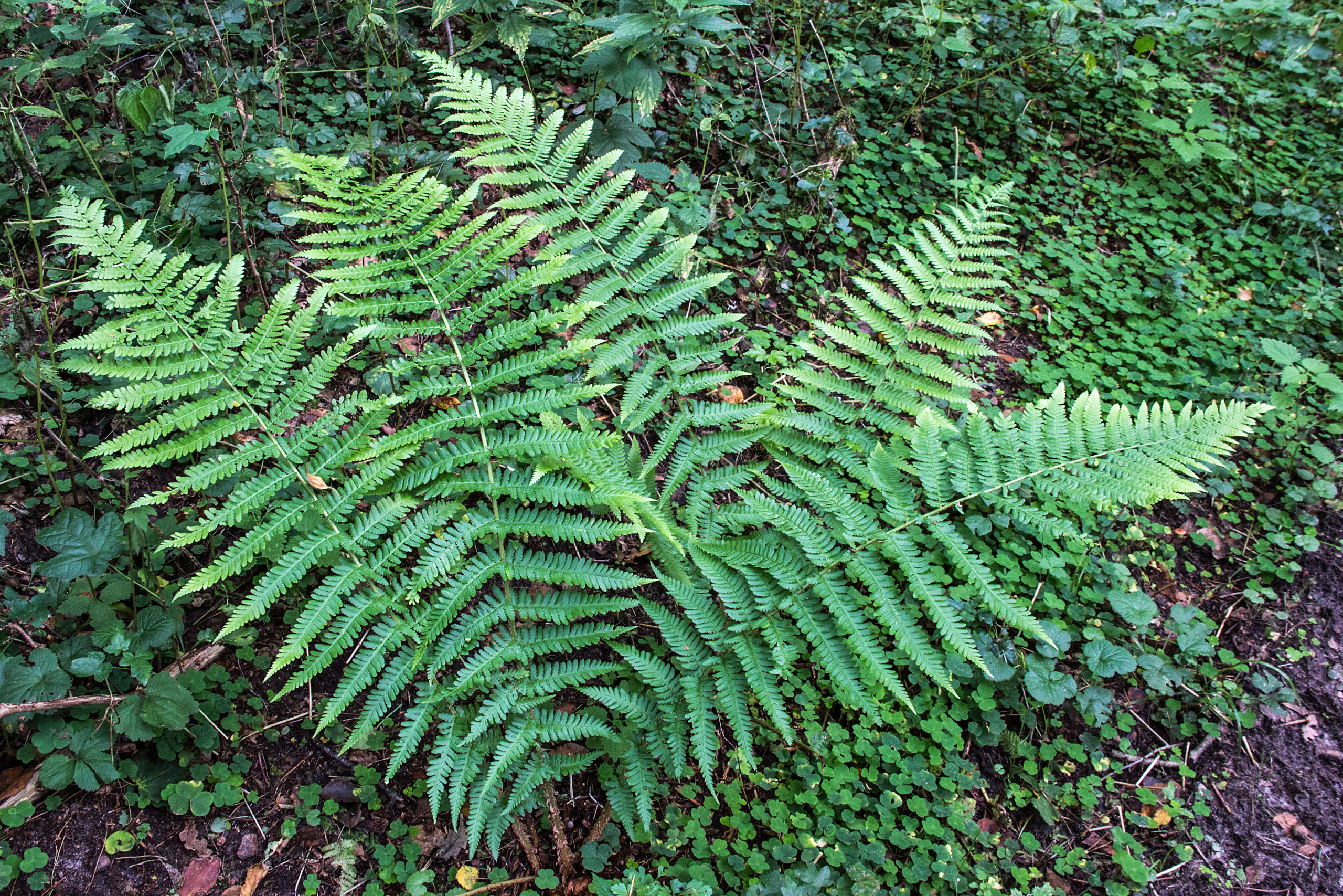 Fern Plants 