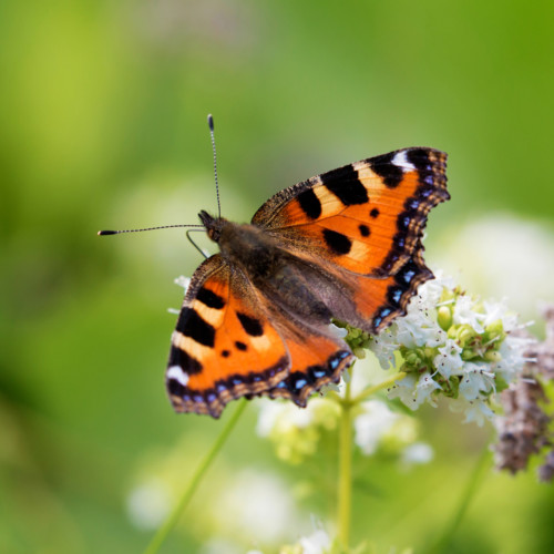 Butterfly Gardens | Butterfly Landscape