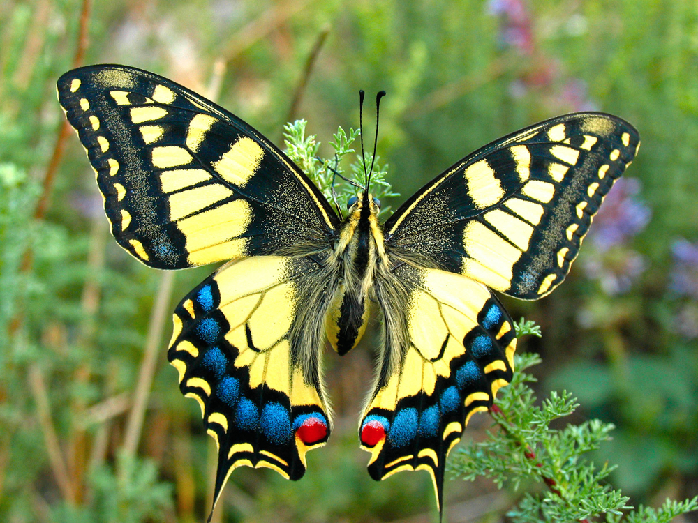 Butterfly Gardens | Butterfly Landscape