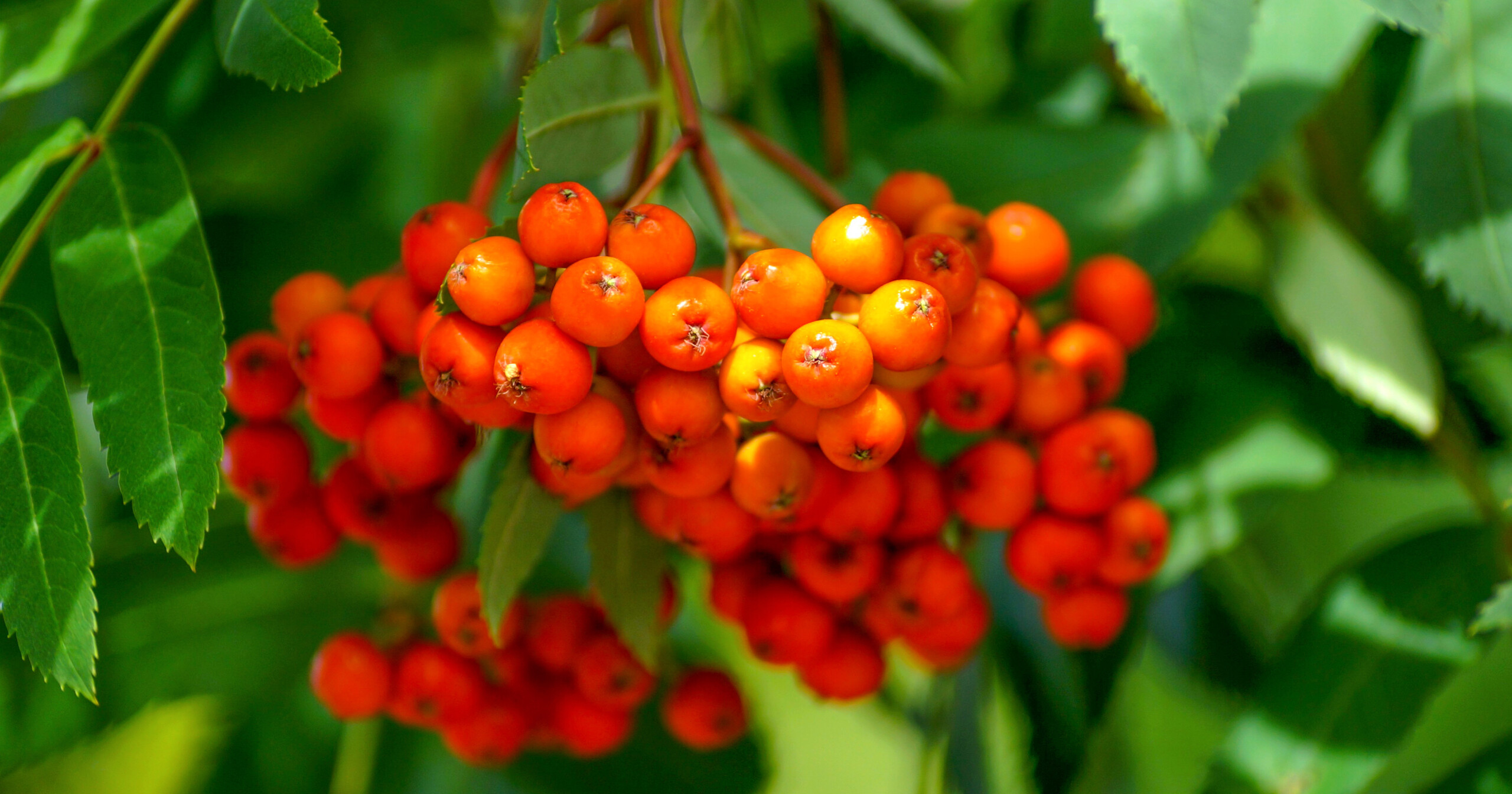 Garden for Birds | Bird Friendly Plants | Garden Gateways Designs